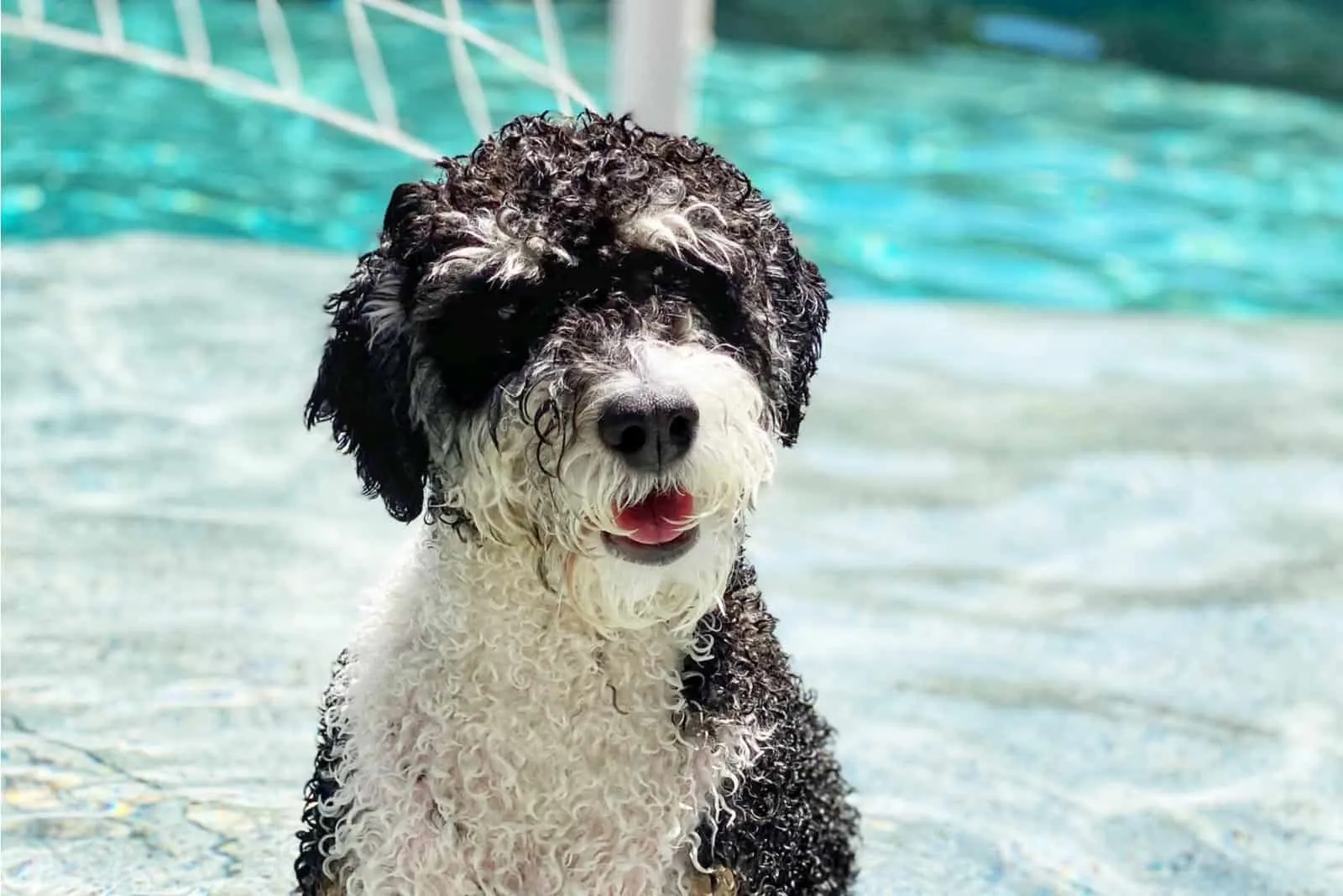 wet Mini Bernedoodle standing by pool