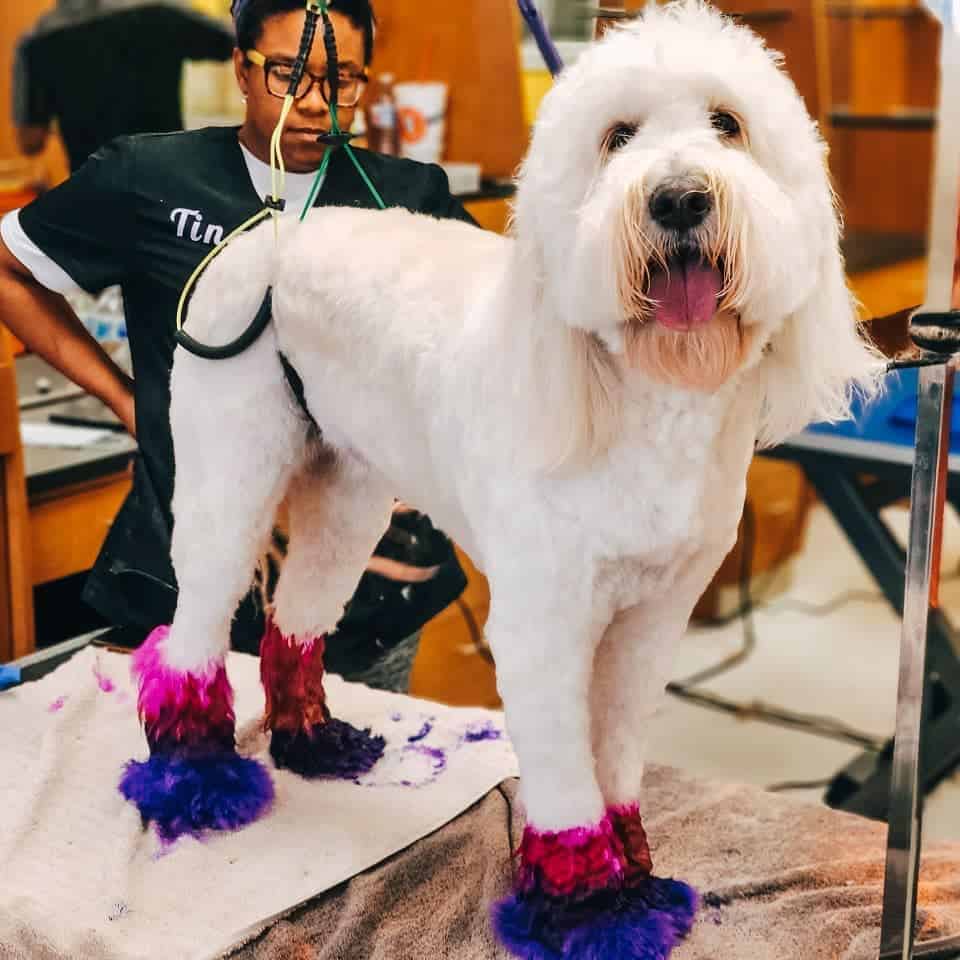 white goldendoodle with pink and purple paws