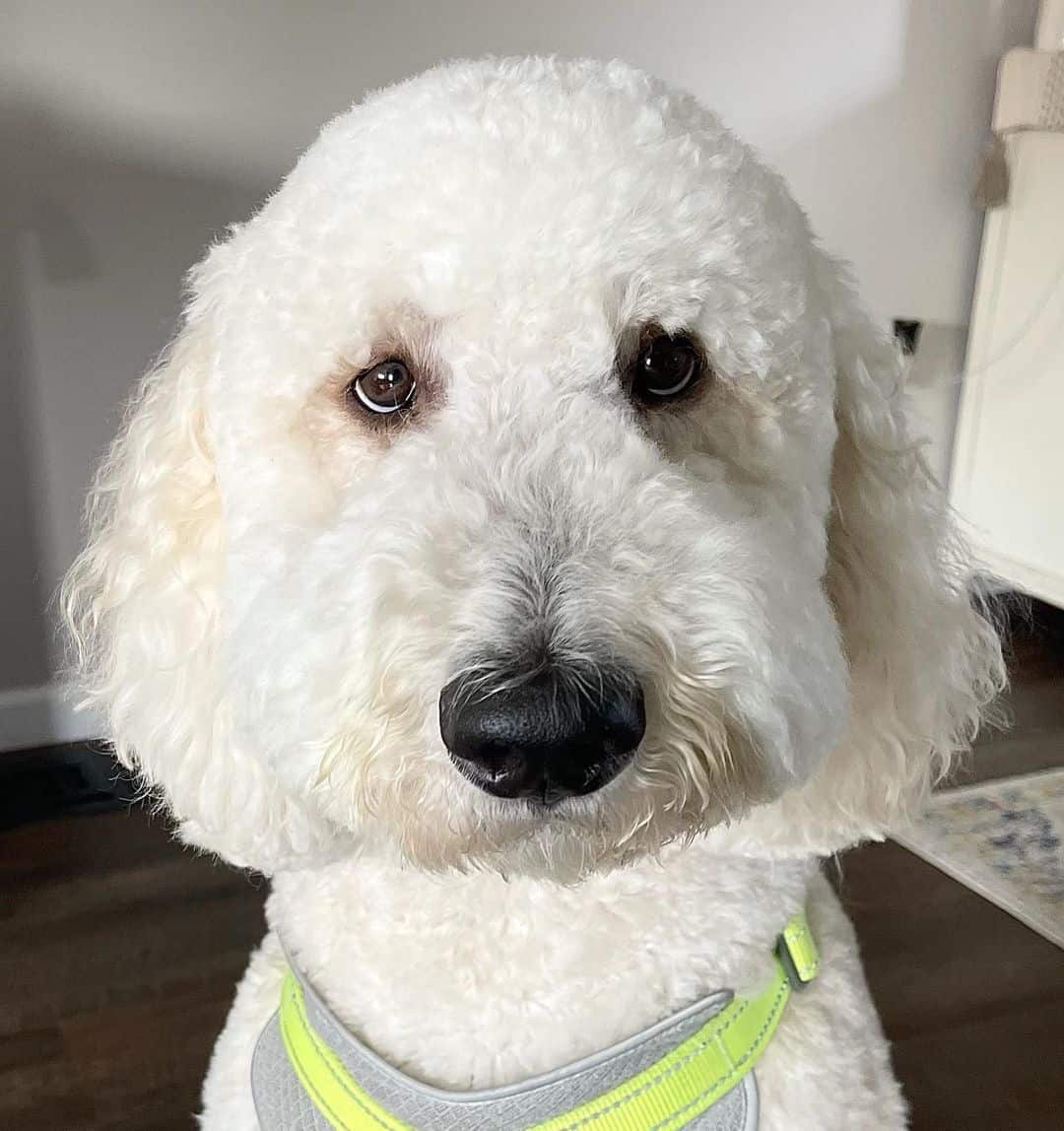 white goldendoodle