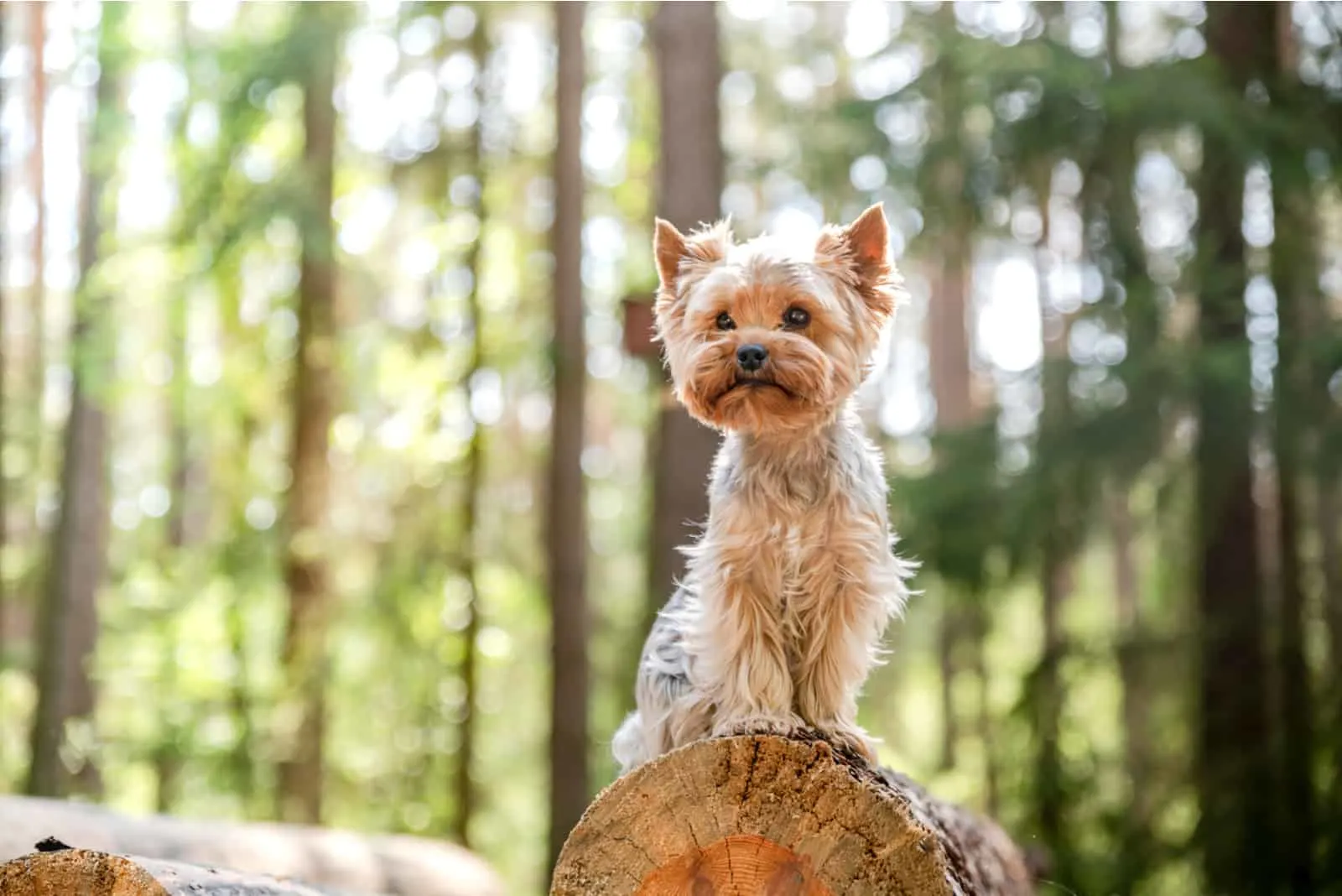 yorkie standing on a log in a forest