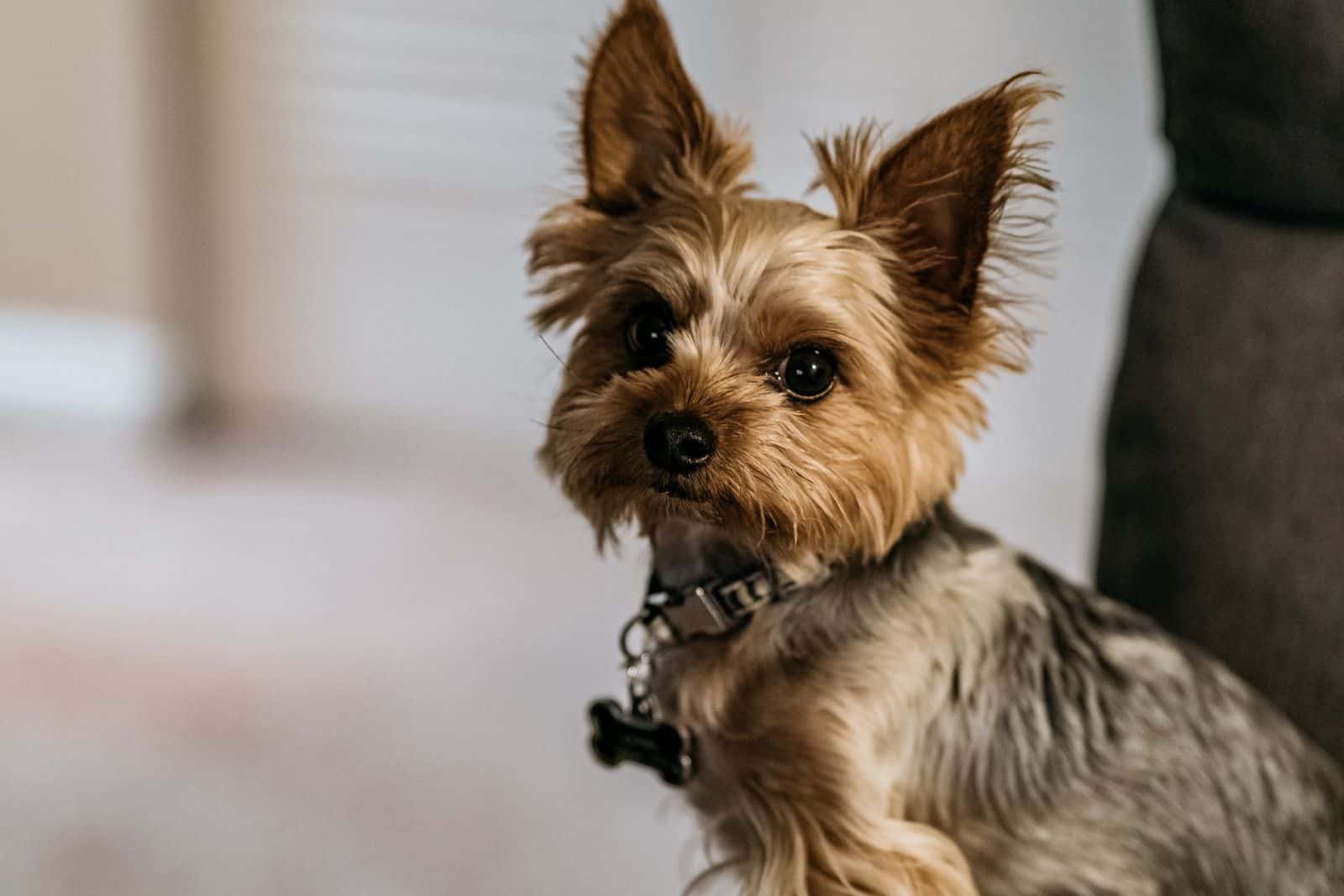 yorkie wearing a collar