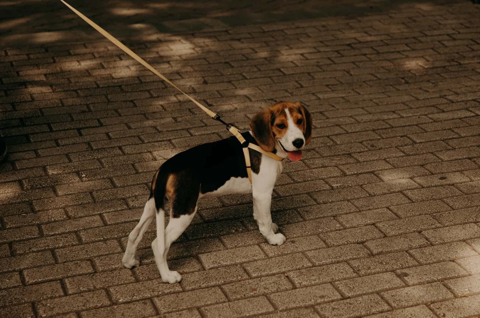 young beagle walking on leash
