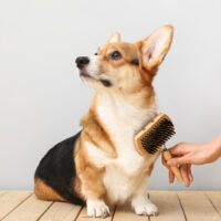 cute corgi dog enjoying brushing on the wooden table