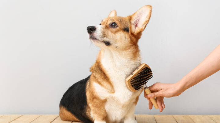 11 Best Brushes For A Corgi: Grooming Tips And Brush Types