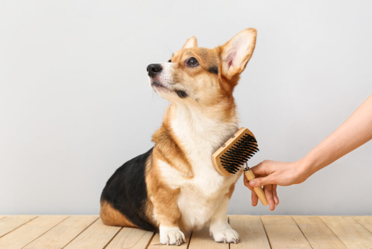 cute corgi dog enjoying brushing on the wooden table