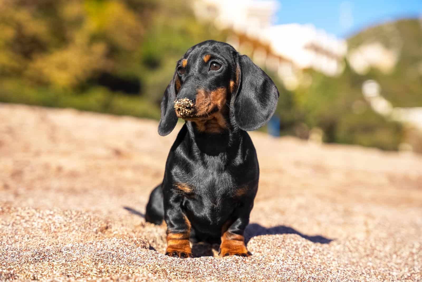 dachshund dog standing in the sand