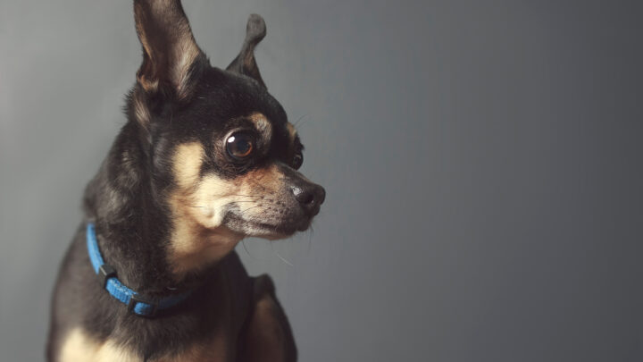 14 Best Bark Collars For Chihuahuas: Reviews & Buyer’s Guide