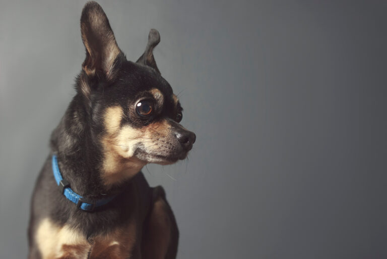 black chihuahua