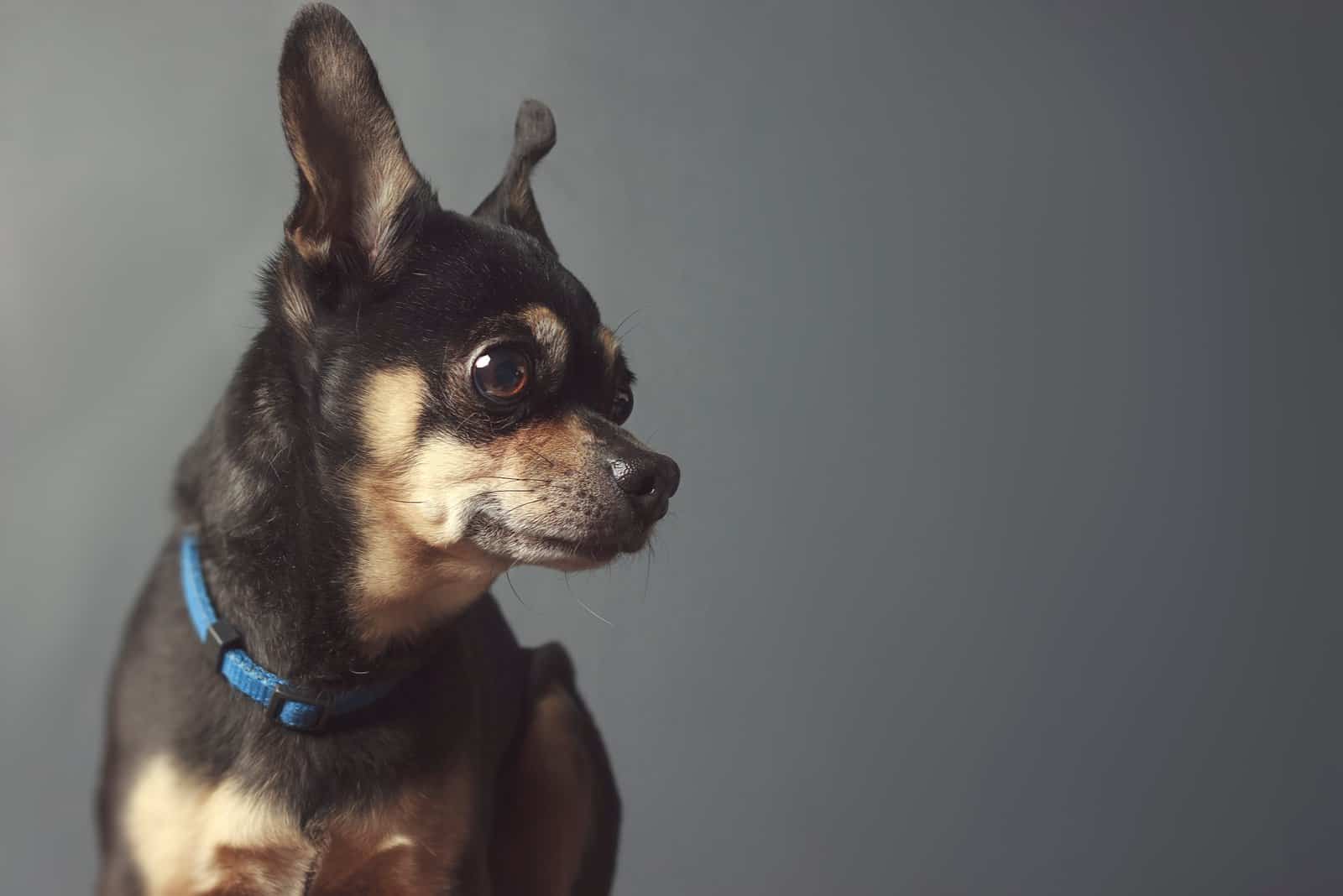 14 Best Bark Collars For Chihuahuas: Reviews & Buyer’s Guide