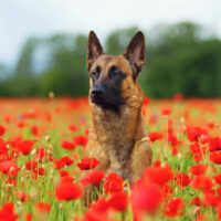 belgian malinois sitting in the flower field