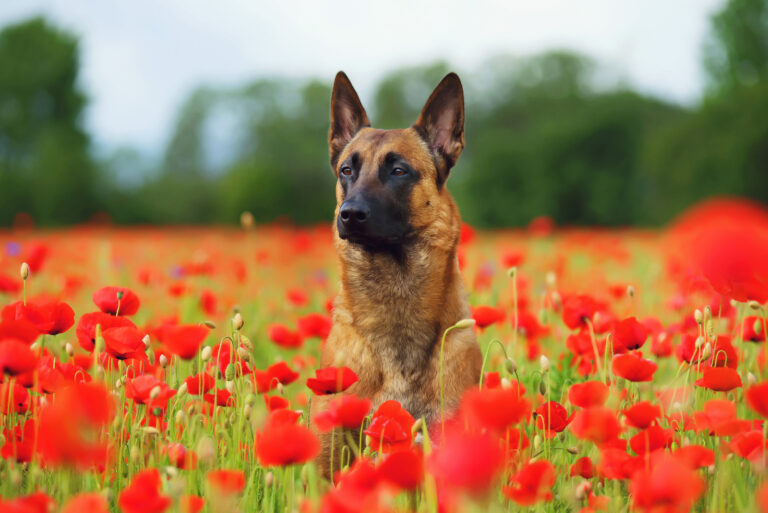 belgian malinois sitting in the flower field