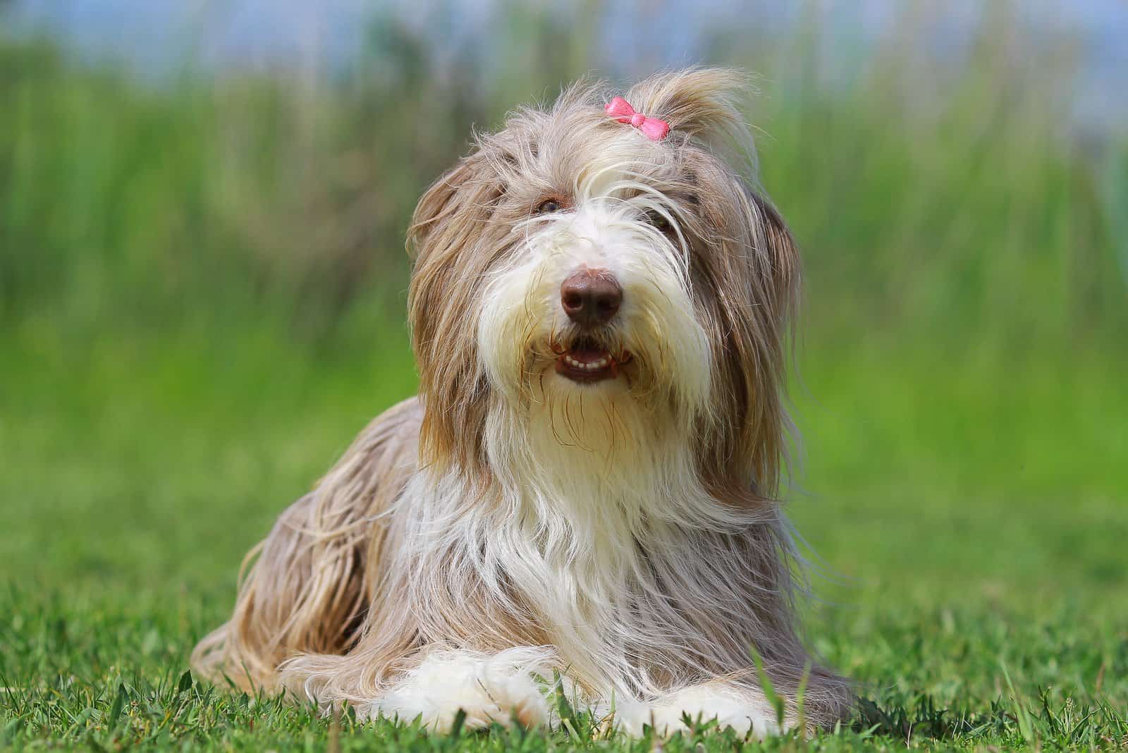 a beautiful bearded collie lies on the grass