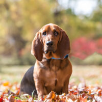 portrait of a basset hound in a park