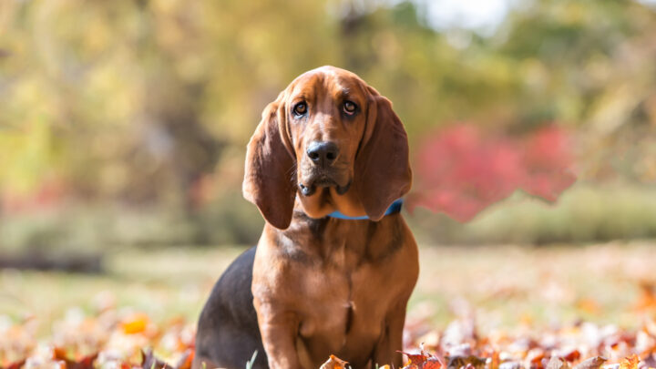 15 Best Harnesses For Basset Hounds: Reviews & Buyer’s Guide
