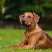 dog sitting on grass