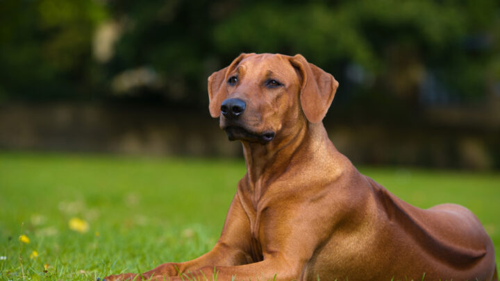 16 Rhodesian Ridgeback Mixes: Is A Mix Better Than Purebred?