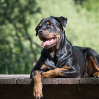 Rottweiler sitting on deck