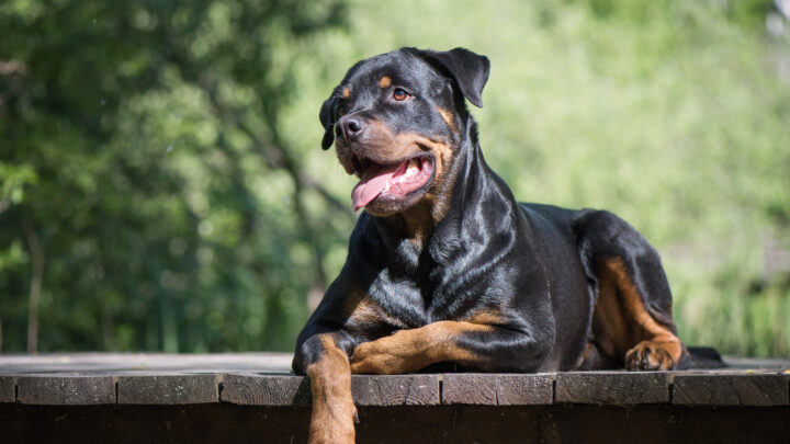 19 Best Dog Foods For Rottweilers + Nutritional Needs Guide