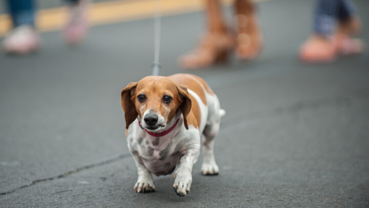 22 Dachshund Mixes: Most Adorable Mixed Dog Breeds