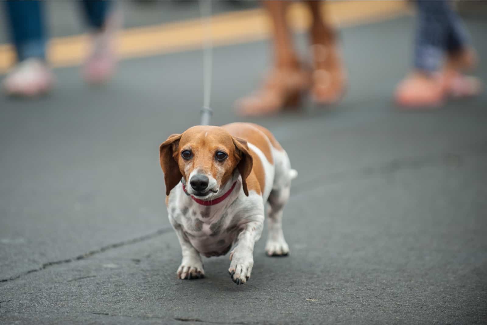 a beautiful mixed dachshund walks down the street