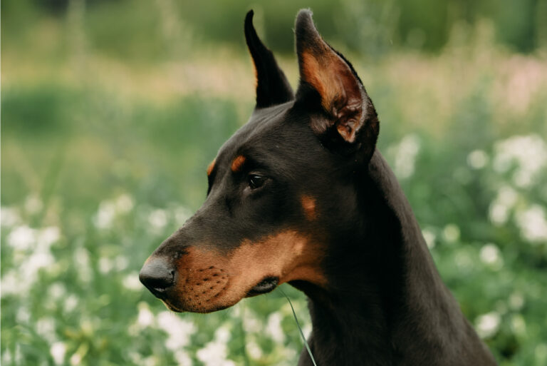 doberman in nature