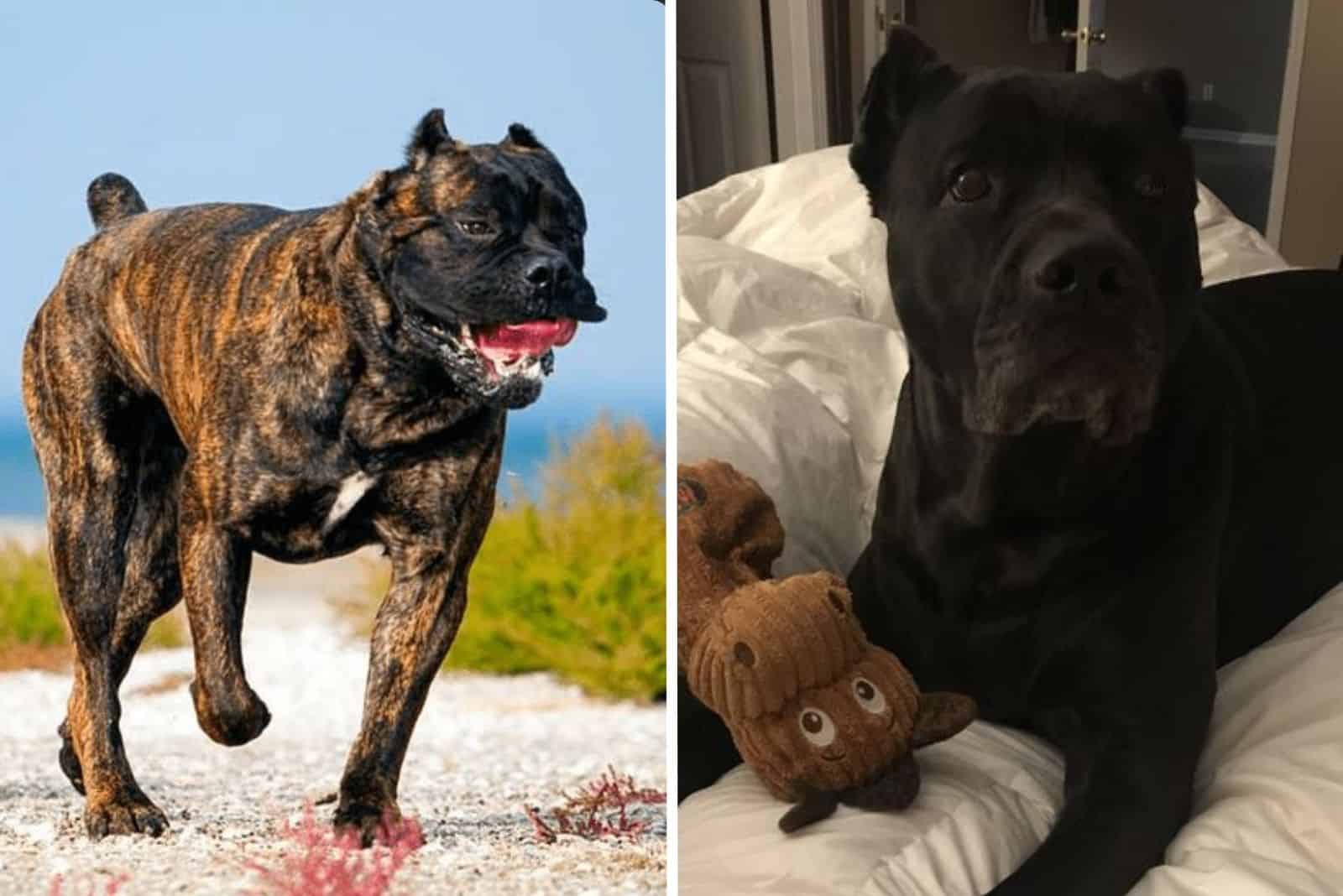 owning a cane corso