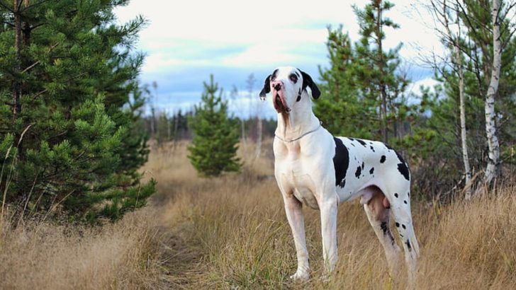 41 Incredible Great Dane Mixes That Will Leave You In Awe