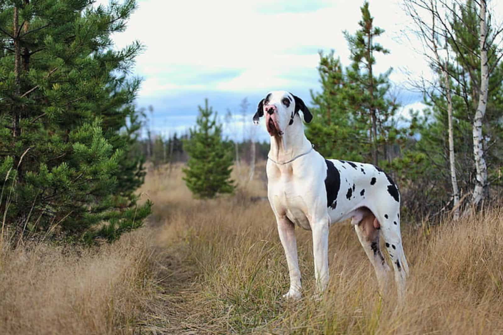 great dane mixed dog in the field