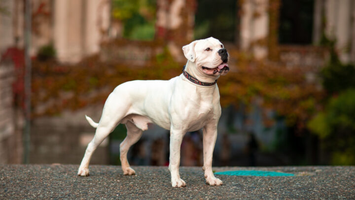 5 American Bully Mixes: Rare Breeds You’ve Got To Love