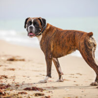brindle boxer dog on the beach