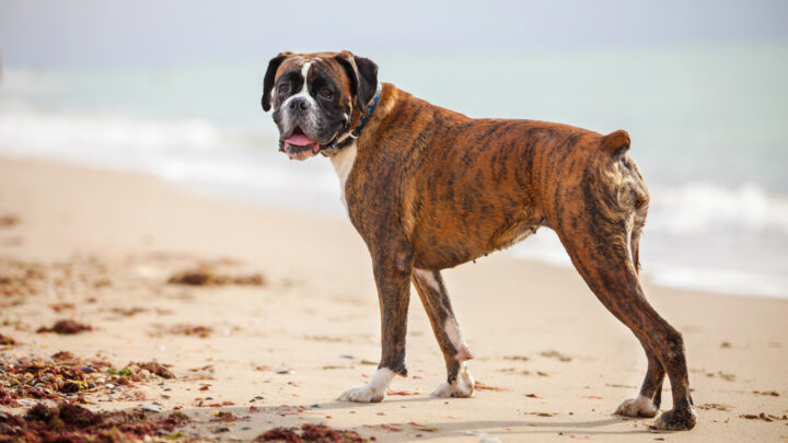50 Boxer Mixes: Unique Crossbreeds You Didn’t Know Existed