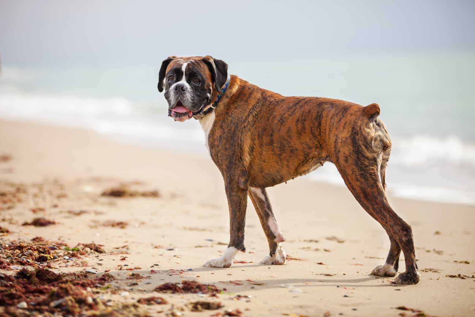 brindle boxer dog on the beach