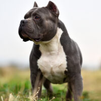 portrait of an american bully dog