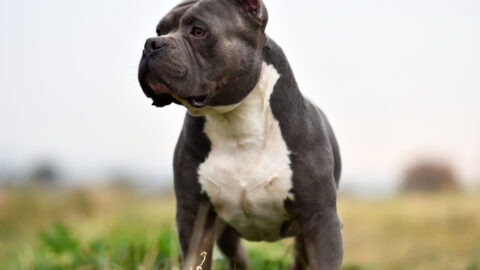 portrait of an american bully dog