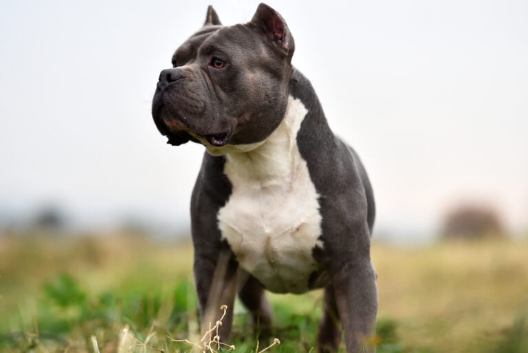 portrait of an american bully dog