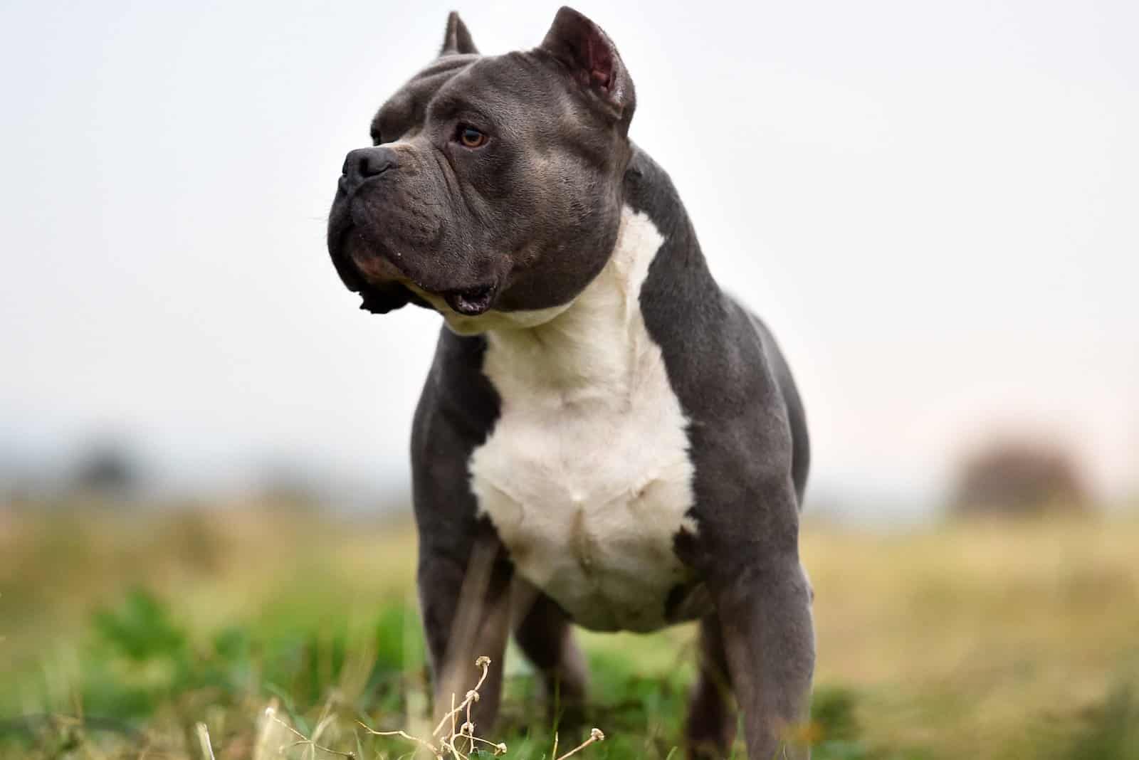 American Bully Growth Chart: Here's How Your Bully Grows