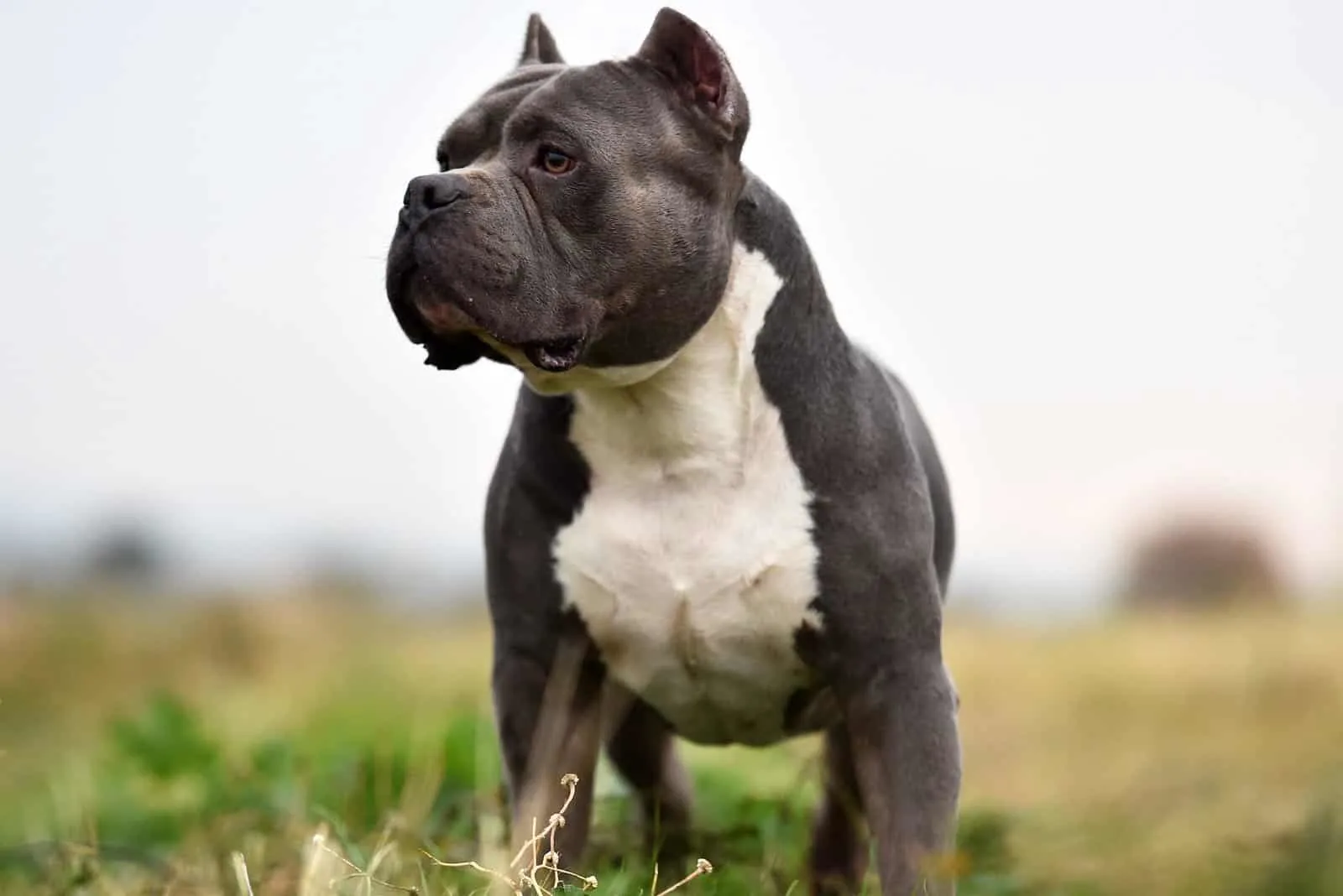19+ American Bully Weight Chart