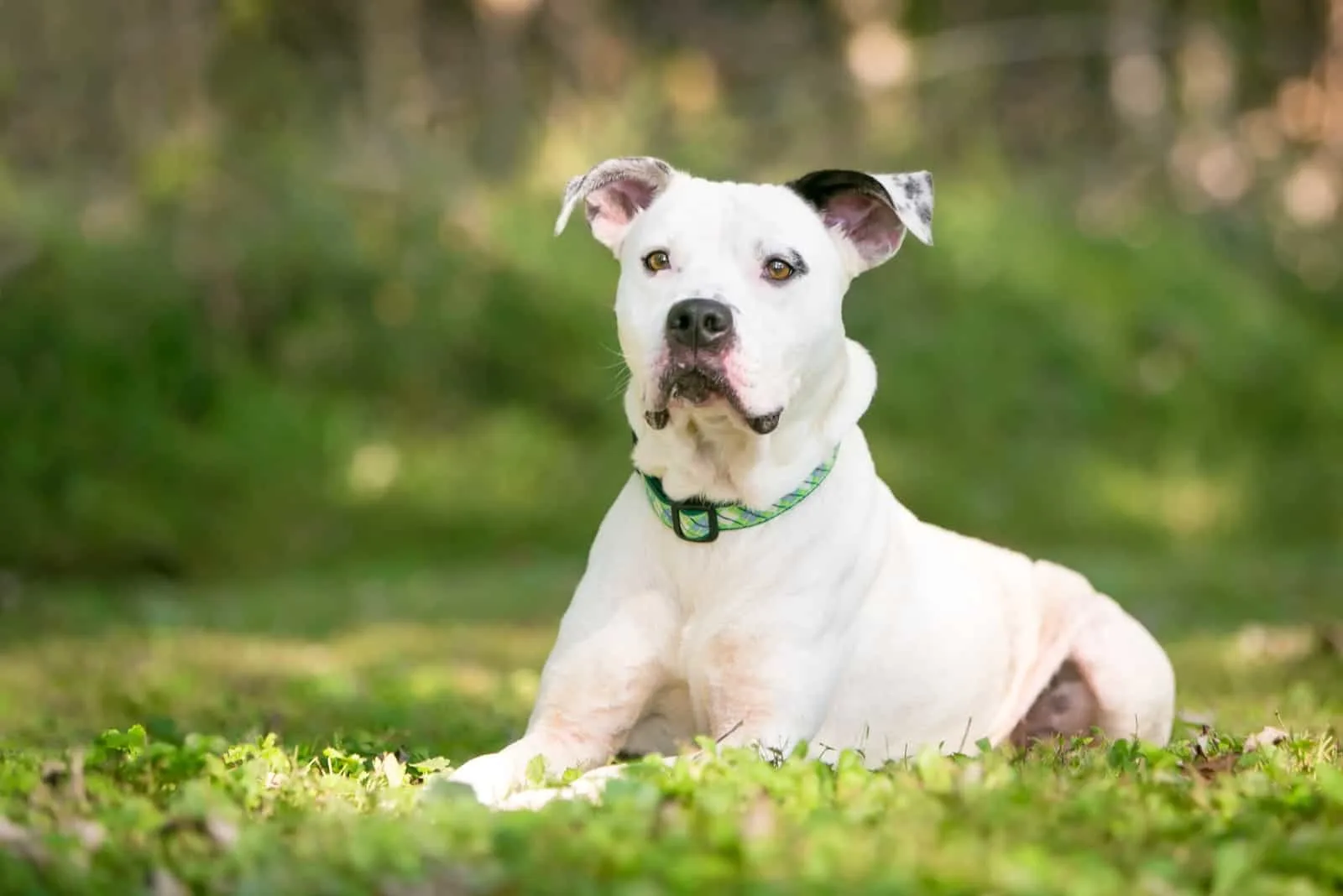 American Bully sitting on grass looking away