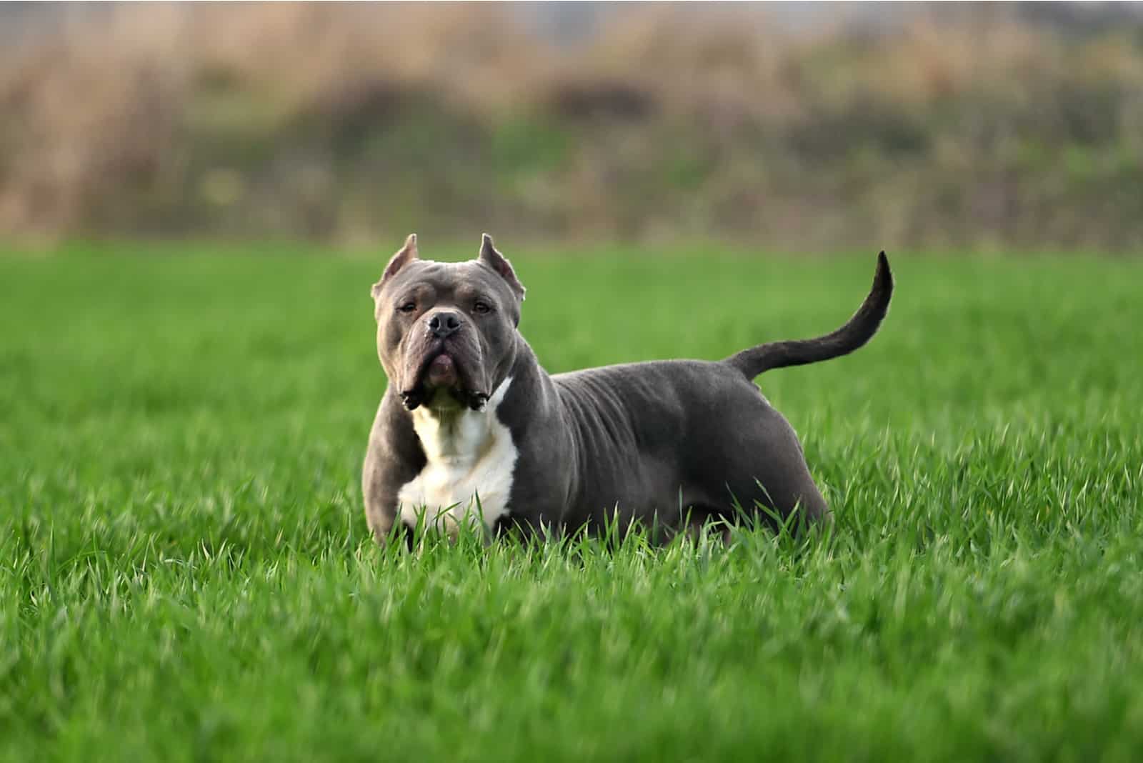 American Bully sitting on grass outside