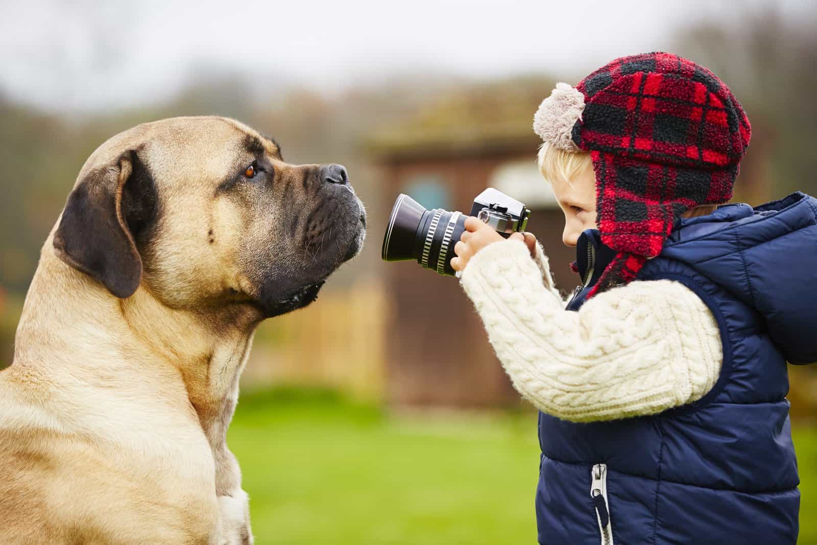 little boy taking a photo of his cane corso pet