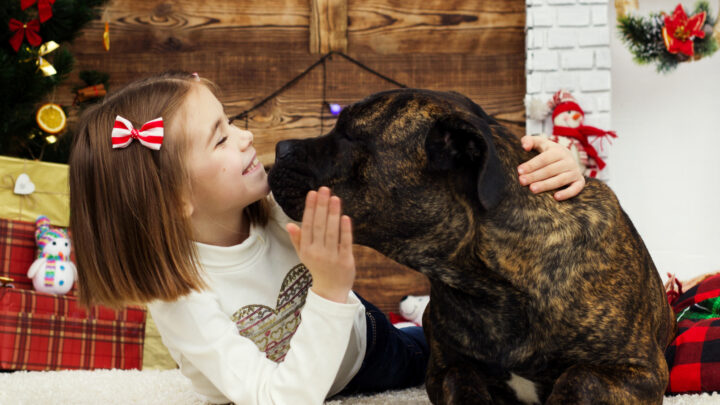 Are Cane Corsos Hypoallergenic? Everything You Need To Know
