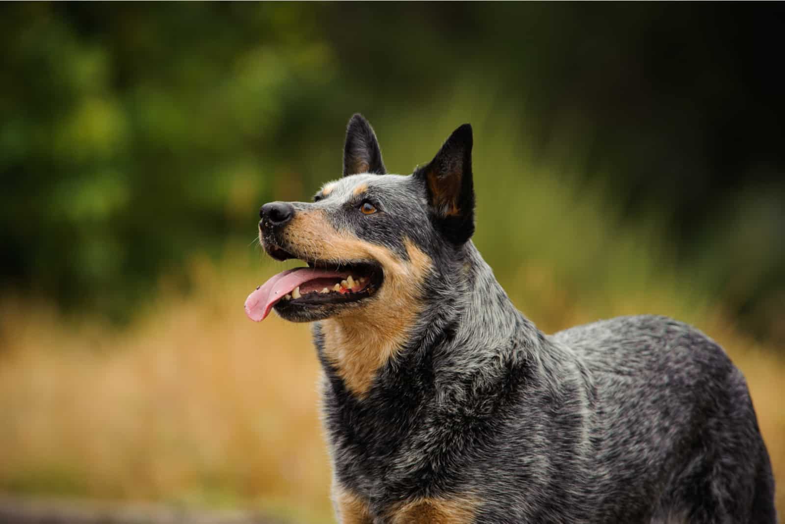 Australian Cattle Dog looking up