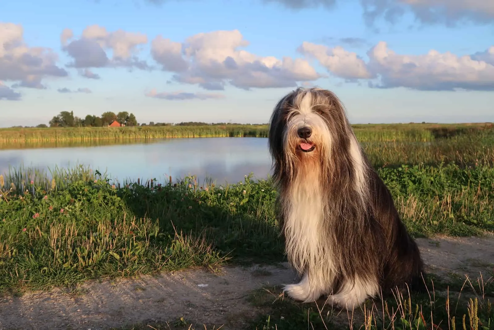 Bearded Collie sits by the lake