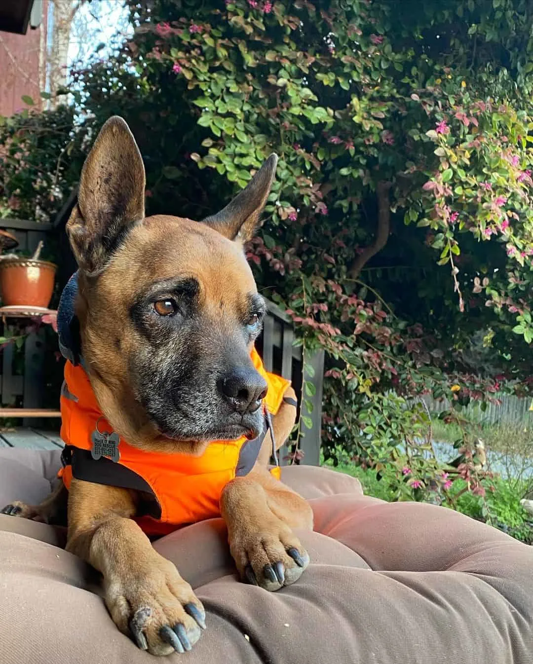 Belgian Malinois Boxer Mix