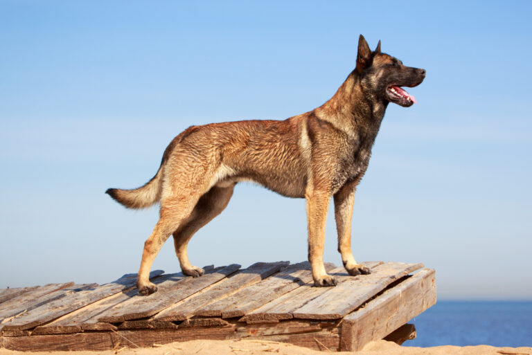 belgian malinois standing