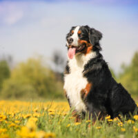 bernese mountain dog in nature