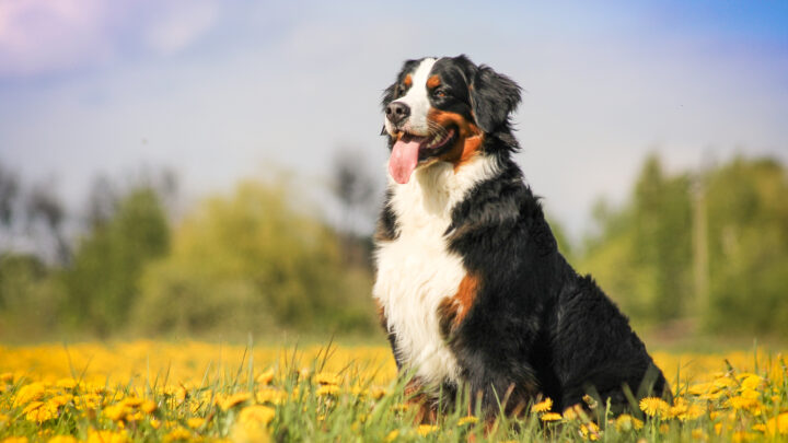Bernese Mountain Dog Cost: Puppy Prices, Care, And Expenses