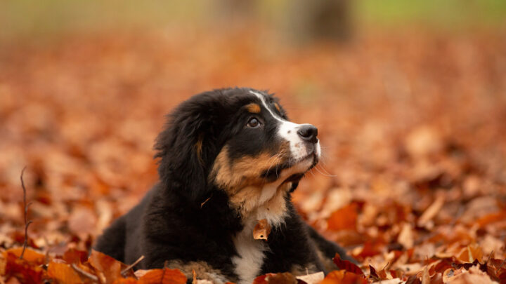 12 Best Bernese Mountain Dog Breeders In The States