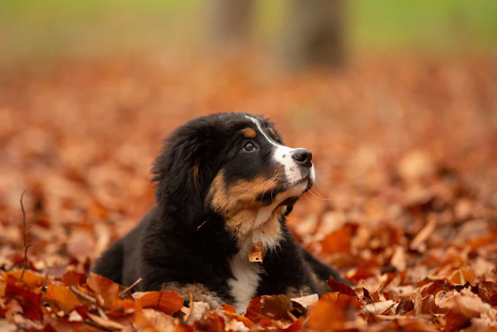bernese mountain dog puppy in leaves