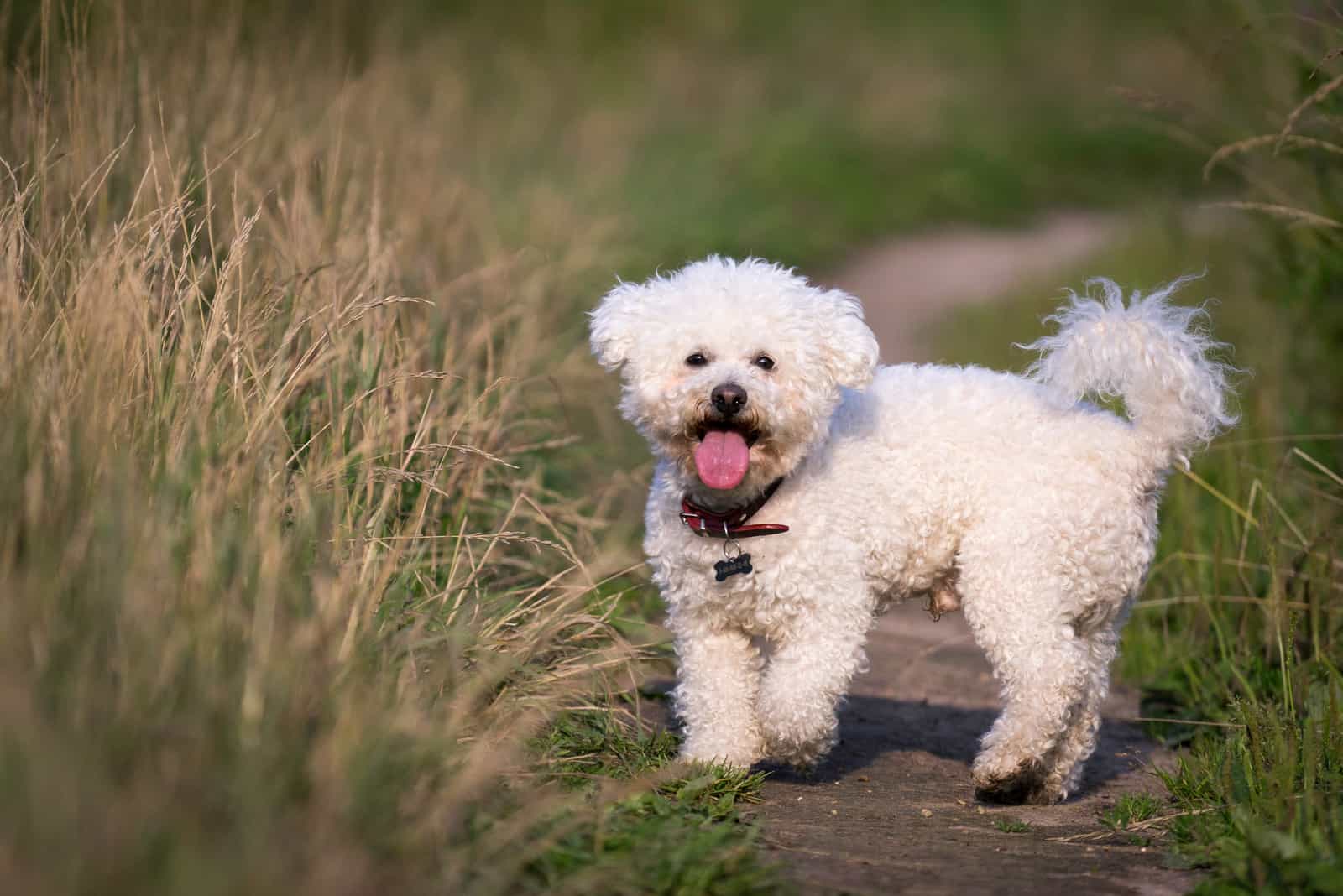 Bichon Frize runs across the field